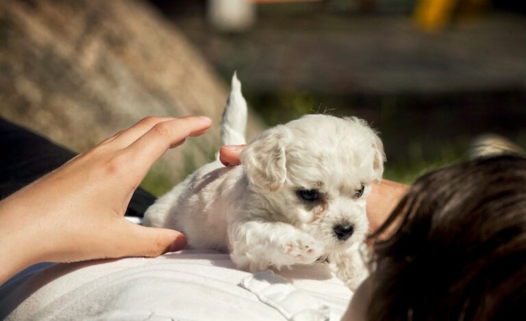 Photo Poodle, Playful